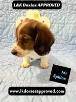 Mr Sphynx 795-821-1920 LH, a male Miniature Dachshund for sale in Arapahoe, CO – 8 of 10
