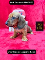 Mr Elk NON DAPPLE GUY, a male Miniature Dachshund for sale in Arapahoe, CO – 10 of 10