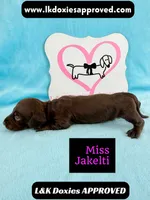 Miss Jakelti ❤️, a female Miniature Dachshund for sale in Arapahoe, CO – 1 of 10