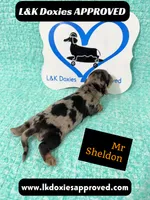Mr Sheldon 785-821-1920, a male Miniature Dachshund for sale in Arapahoe, CO – 7 of 9