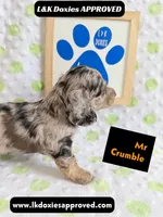 Mr Crumble 785-821-1920 LH , a male Miniature Dachshund for sale in Arapahoe, CO – 5 of 10