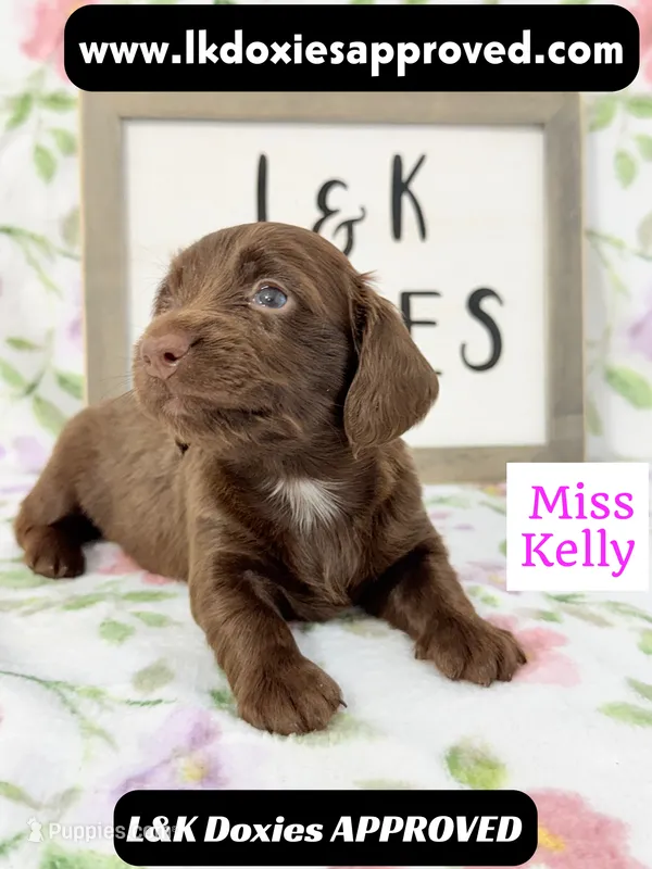 Miss Kelly 785-821-1920 LH – Miniature Dachshund puppy for sale in Arapahoe, CO