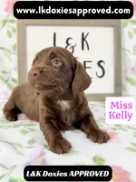 Miss Kelly 785-821-1920 LH, a female Miniature Dachshund for sale in Arapahoe, CO – 1 of 10