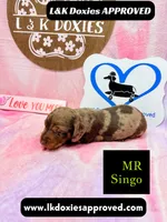 Mr Singo , a female Miniature Dachshund for sale in Arapahoe, CO – 4 of 10