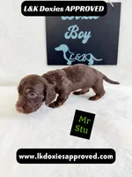 Mr Stu 785-821-1920, a male Miniature Dachshund for sale in Arapahoe, CO – 4 of 4