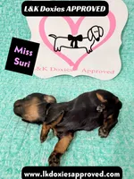 Miss Siri 785-821-1920, a female Miniature Dachshund for sale in Arapahoe, CO – 3 of 10