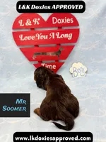 Mr Soomer LH 785-821-1920, a male Miniature Dachshund for sale in Arapahoe, CO – 8 of 10
