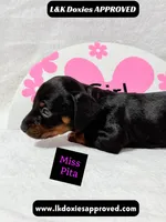 Miss Pita call 785-821-1920, a female Miniature Dachshund for sale in Arapahoe, CO – 5 of 10