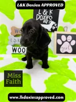 Miss Faith  785-821-1920, a female Miniature Dachshund for sale in Arapahoe, CO – 3 of 10