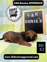 Mr Ej NO MEREL GENE SH, a male Miniature Dachshund for sale in Arapahoe, CO – 4 of 10