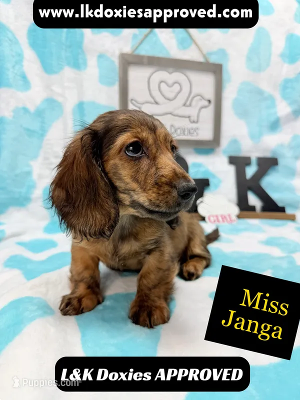 Miss Janga LH – Miniature Dachshund puppy for sale in Arapahoe, CO