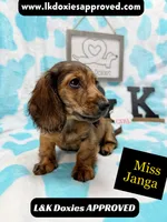 Miss Janga LH, a female Miniature Dachshund for sale in Arapahoe, CO – 1 of 10
