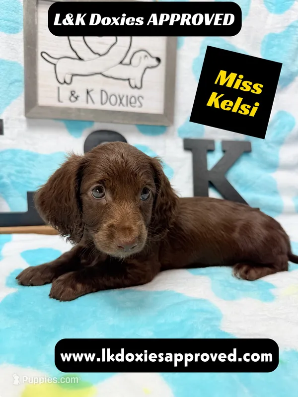 Miss Kelsi 785-821-1920 – Miniature Dachshund puppy for sale in Arapahoe, CO