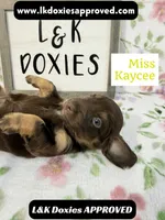 Miss Kaycee 785-821-1920, a female Miniature Dachshund for sale in Arapahoe, CO – 8 of 10