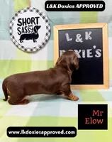 Mr Elon No Merle Genes SH, a male Miniature Dachshund for sale in Arapahoe, CO – 6 of 10