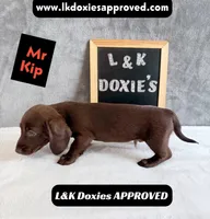 Mr. Kip 785-821-1920 SH, a male Miniature Dachshund for sale in Arapahoe, CO – 10 of 10