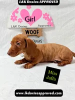 Miss Jaffa , a female Miniature Dachshund for sale in Arapahoe, CO – 4 of 10