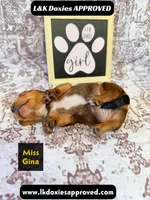 Miss Gina SH NO Dapple genes, a female Miniature Dachshund for sale in Arapahoe, CO – 5 of 10