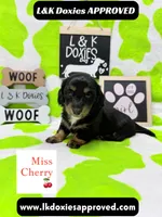 Miss Cherry 🍒LH 785-821-1920, a female Miniature Dachshund for sale in Arapahoe, CO – 4 of 10