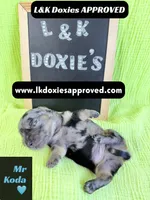 Mr Koda  785-821-1920, a male Miniature Dachshund for sale in Arapahoe, CO – 4 of 9