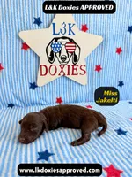 Miss Jakelti, a female Miniature Dachshund for sale in Arapahoe, CO – 9 of 9