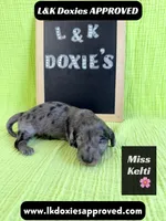 Miss Kelti 🩷785-821-1920, a female Miniature Dachshund for sale in Arapahoe, CO – 7 of 10