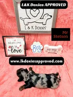 Miss Skylee Dapple LH , a female Miniature Dachshund for sale in Arapahoe, CO – 4 of 10