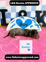 Mr Kantor 785-821-1920, a male Miniature Dachshund for sale in Arapahoe, CO – 3 of 10