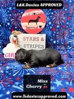 Miss Cherry 785-821-1920, a female Miniature Dachshund for sale in Arapahoe, CO – 6 of 10
