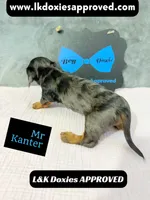 Mr Kantor 785-821-1920, a male Miniature Dachshund for sale in Arapahoe, CO – 3 of 10