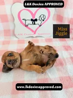 Miss Jiggle, a female Miniature Dachshund for sale in Arapahoe, CO – 2 of 9