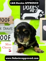 Miss Cherry 🍒LH 785-821-1920, a female Miniature Dachshund for sale in Arapahoe, CO – 2 of 10