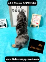 Mr Sheldon 785-821-1920, a male Miniature Dachshund for sale in Arapahoe, CO – 10 of 10