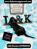 Miss Faith 785-821-1920, a female Miniature Dachshund for sale in Arapahoe, CO – 4 of 9