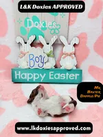 Mr Baxter DAPPLE /Pie , a male Miniature Dachshund for sale in Arapahoe, CO – Photo 9 of 10