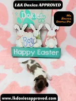 Mr Baxter DAPPLE /Pie , a male Miniature Dachshund for sale in Arapahoe, CO – Photo 10 of 10