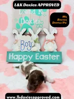 Mr Baxter DAPPLE /Pie , a male Miniature Dachshund for sale in Arapahoe, CO – Photo 5 of 10