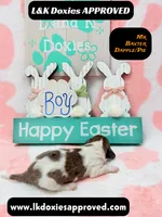 Mr Baxter DAPPLE /Pie , a male Miniature Dachshund for sale in Arapahoe, CO – Photo 6 of 10