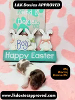 Mr Baxter DAPPLE /Pie , a male Miniature Dachshund for sale in Arapahoe, CO – Photo 1 of 10