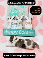 Mr Baxter DAPPLE /Pie , a male Miniature Dachshund for sale in Arapahoe, CO – Photo 7 of 10