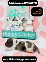 Mr Baxter DAPPLE /Pie , a male Miniature Dachshund for sale in Arapahoe, CO – Photo 3 of 10