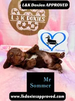 Mr Soomer LH, a male Miniature Dachshund for sale in Arapahoe, CO – 7 of 10