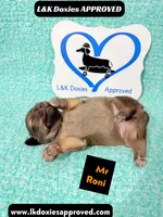 Mr Roni 785-821-1920, a female Miniature Dachshund for sale in Arapahoe, CO – 6 of 9