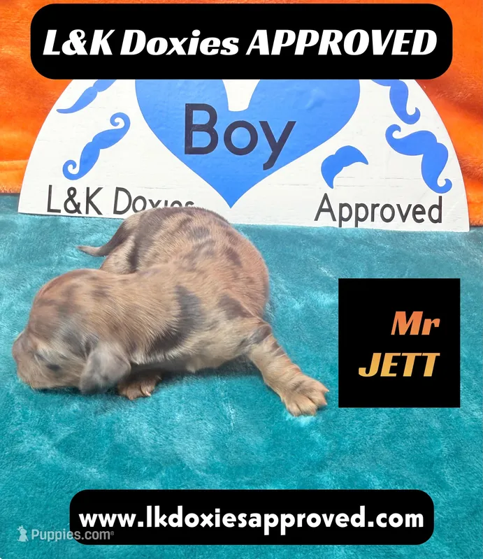 Mr Jett Dapple  – Miniature Dachshund puppy for sale in Arapahoe, CO