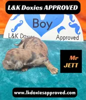 Mr Jett Dapple , a male Miniature Dachshund for sale in Arapahoe, CO – Photo 1 of 10