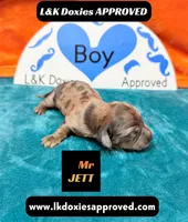 Mr Jett Dapple , a male Miniature Dachshund for sale in Arapahoe, CO – Photo 4 of 10