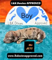 Mr Jett Dapple , a male Miniature Dachshund for sale in Arapahoe, CO – Photo 7 of 10