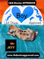 Mr Jett Dapple , a male Miniature Dachshund for sale in Arapahoe, CO – Photo 8 of 10