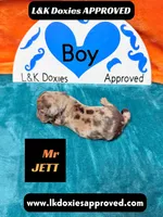 Mr Jett Dapple , a male Miniature Dachshund for sale in Arapahoe, CO – Photo 10 of 10