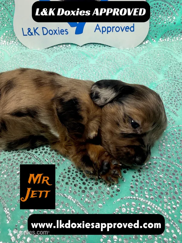 Mr Jett Dapple LH – Miniature Dachshund puppy for sale in Arapahoe, CO